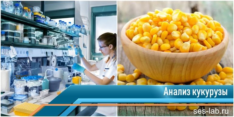 экспертиза кукурузы