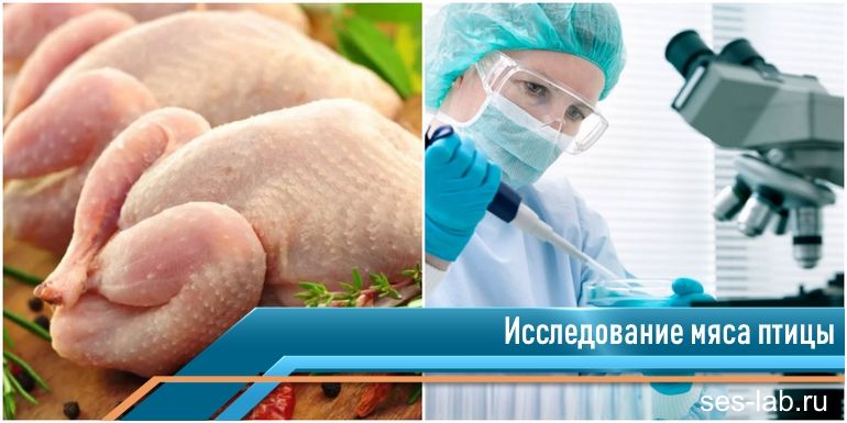 Исследование мяса. Лабораторные исследования мяса. Исследование мяса птицы. Исследование мяса птицы в лаборатории.