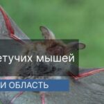 Уничтожение (дератизация) летучих мышей в г.Серебряные пруды