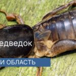 Уничтожение медведки в г.Дрезна Уничтожение медведки в г.Дрезна