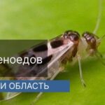 Уничтожение сеноед в г.Апрелевка