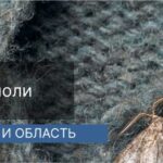 Уничтожение моли в Москве