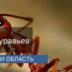 Уничтожение муравьев в г.Дрезна Уничтожение муравьев в г.Дрезна