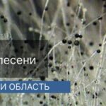 Уничтожение плесени в г.Дрезна Уничтожение плесени в г.Дрезна
