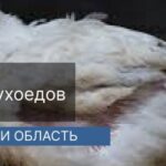 Уничтожение пухоеда в г.Апрелевка Уничтожение пухоеда в г.Апрелевка