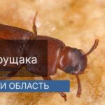 Уничтожение хрущака в г.Лосино-петровский